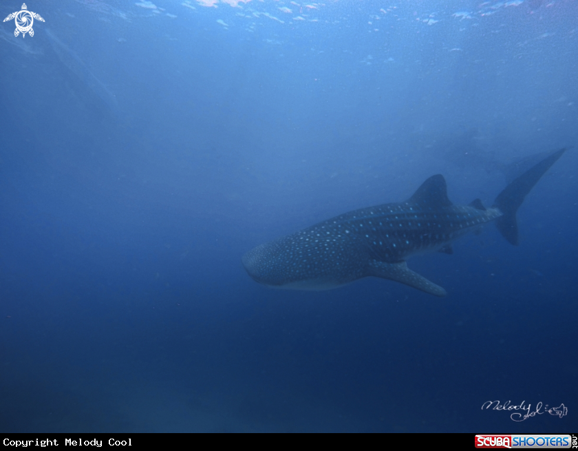 A WhaleShark