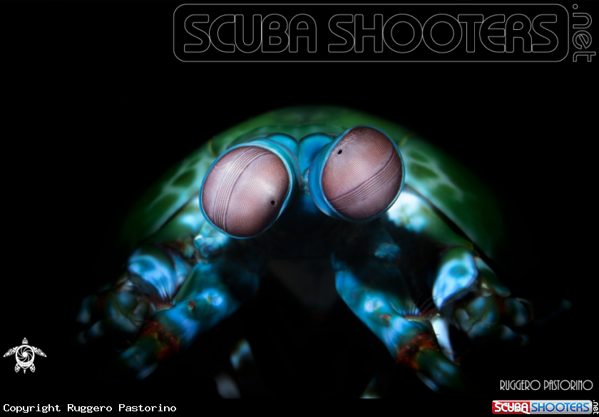 A Mantis shrimp