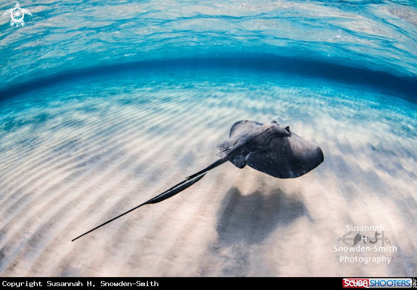 A Southern Stingray