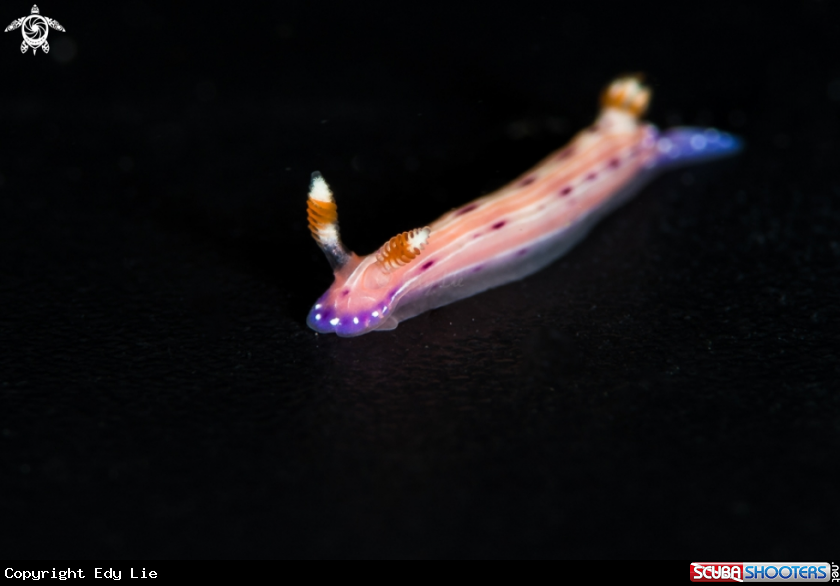 A Hypselodoris maculosa