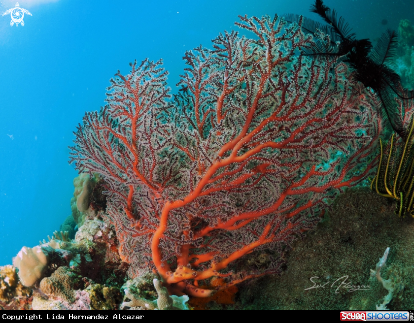 A Gorgonian Seafan