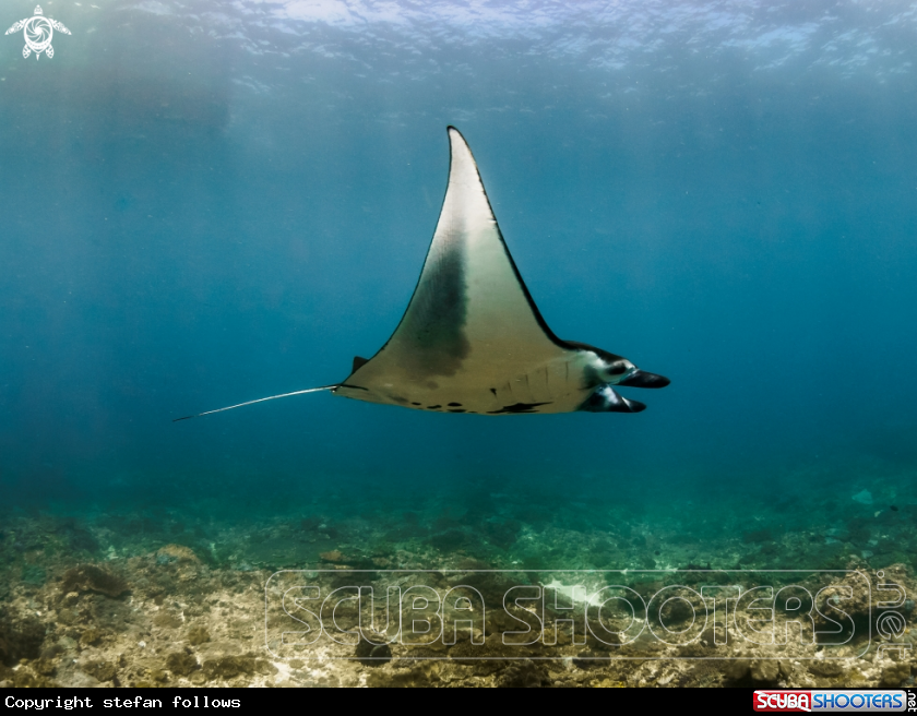 A Manta Ray