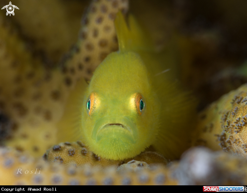 A Hairy Goby