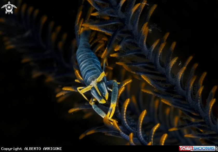 A Periclemenes Amboinensis