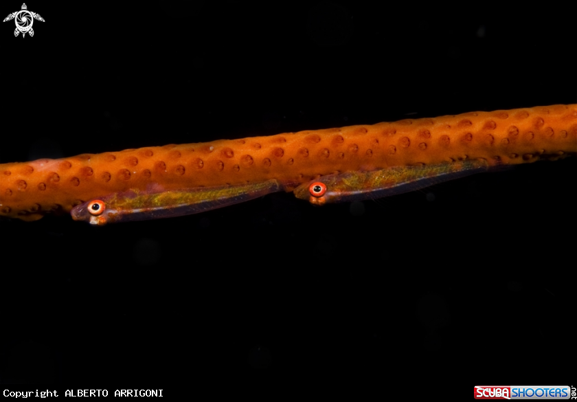 A Bryaninops sp.