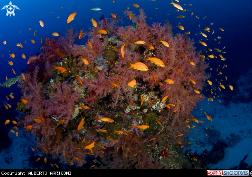 A Anthias