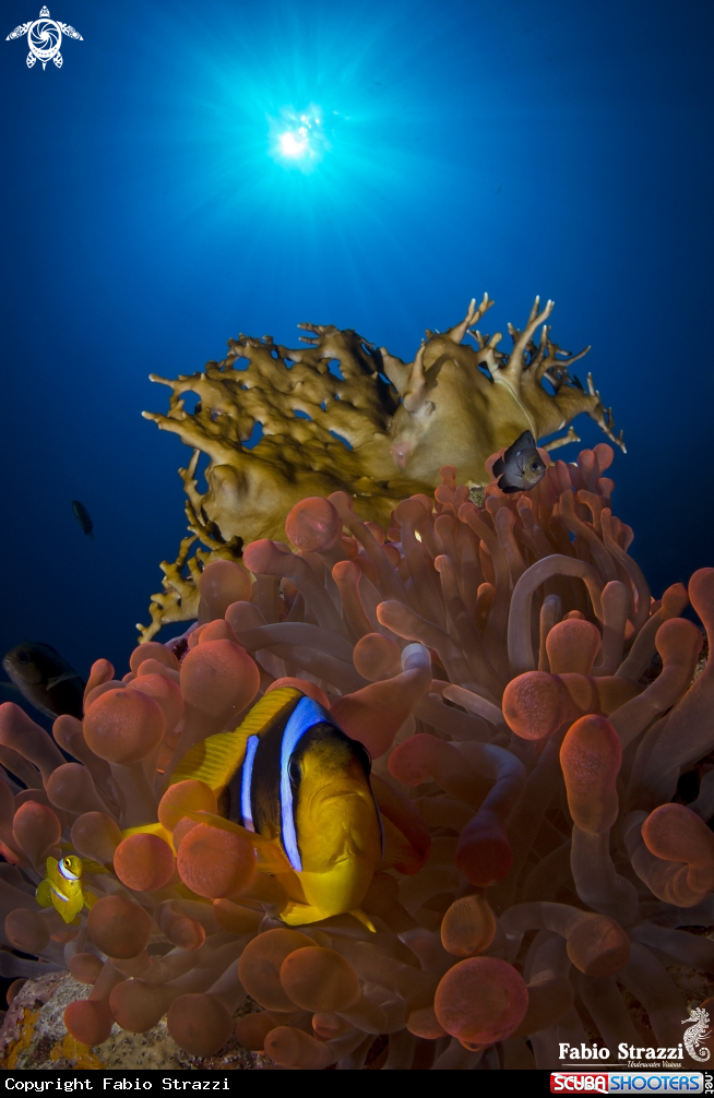 A Anemonefish 