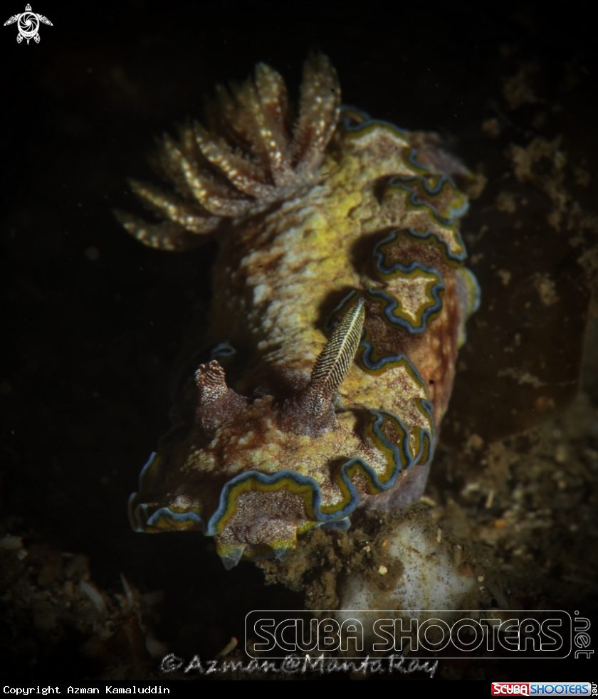 A underwater creature