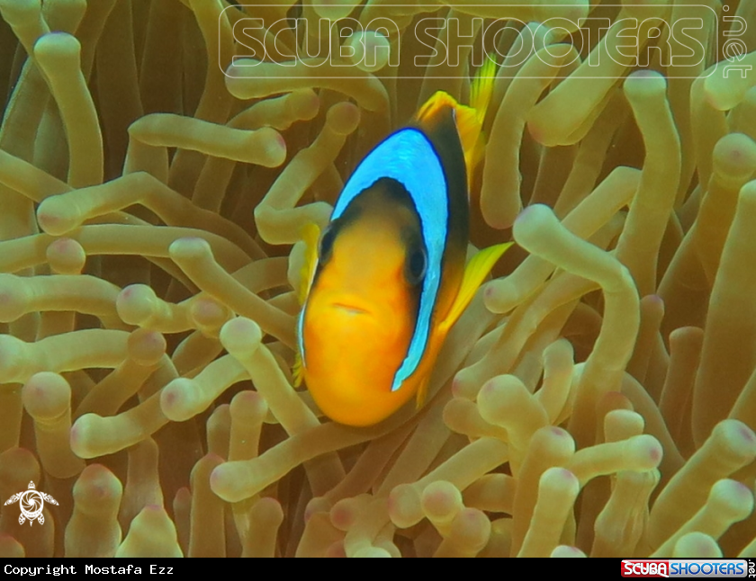 A Nemo 