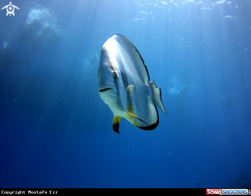 A Fish