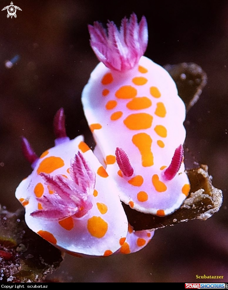 A Clown Nudibranchs
