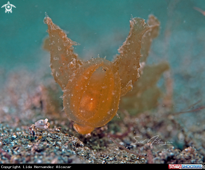 A Melibe Viridis