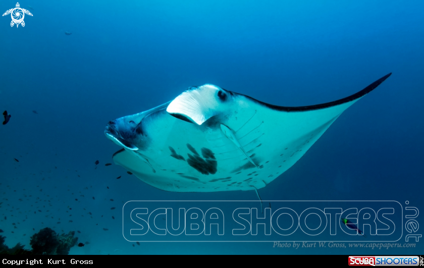 A Manta Ray