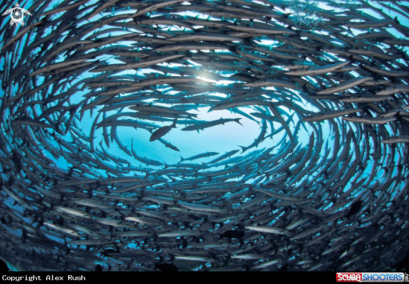 A Barracuda