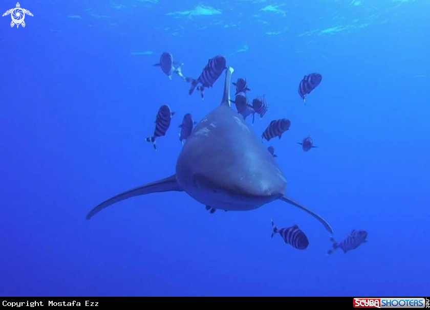 A oceanic white tip shark