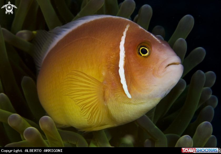 A Amphiprion Perideraion