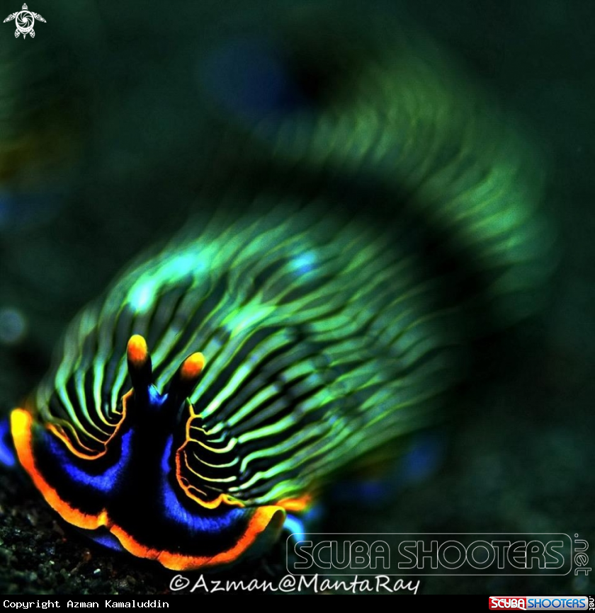 A underwater creature
