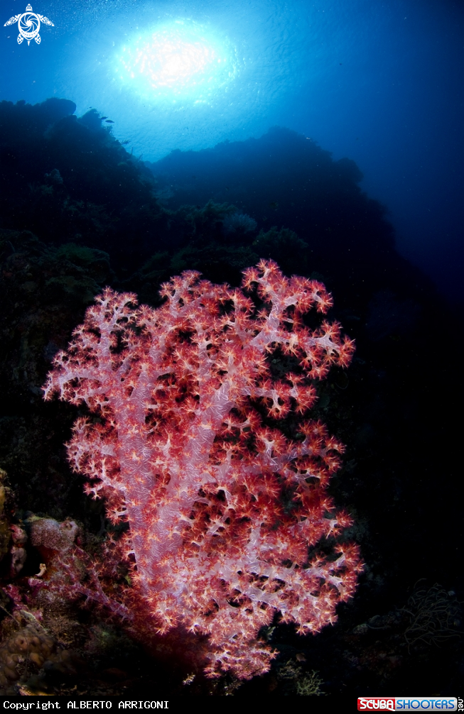A Dendronephthya