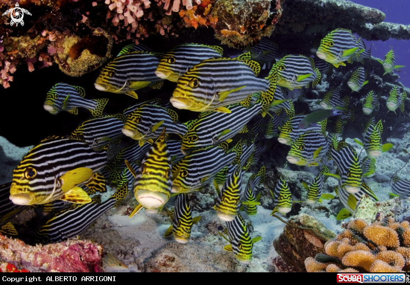 A Yellow striped sweetlips - Plectorhinchus