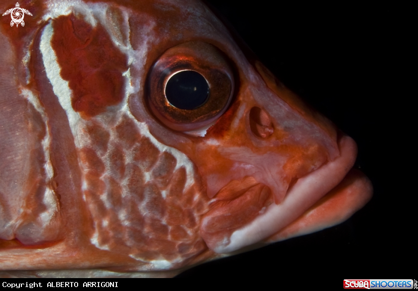 A Holocentridae