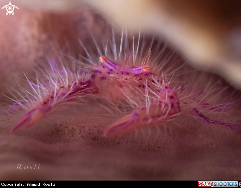 A Hairy Squat Lobster