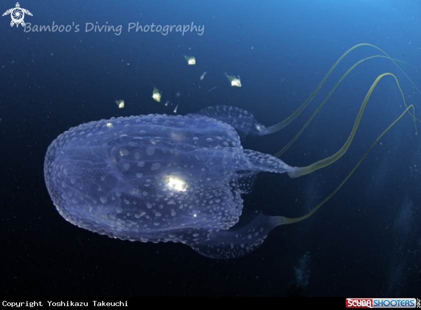 A underwater creature