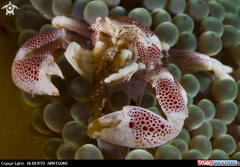A Neopetrolisthes maculatus
