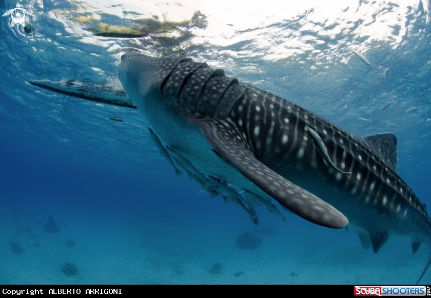 A Rhincodon Typus