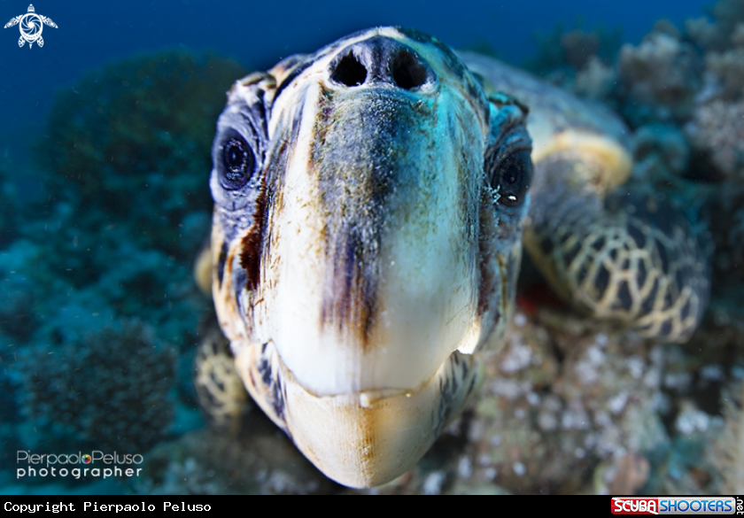 A Turtle