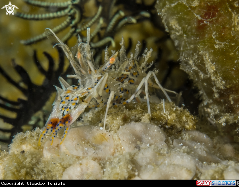 A TIGER SHRIMP