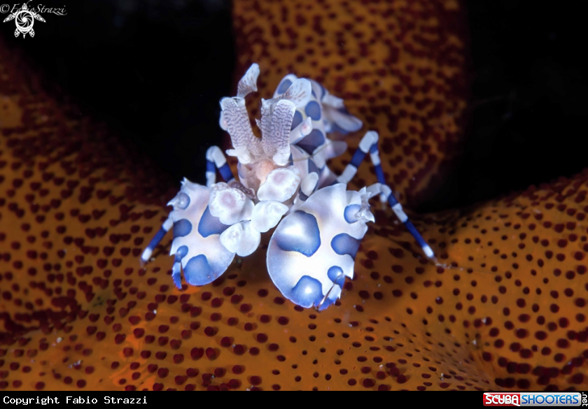 A Harlequin shrimp