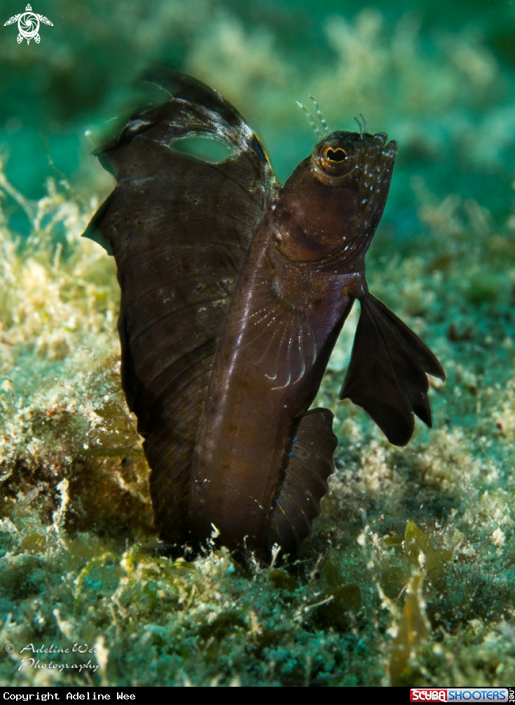 A Sailfin Blenny