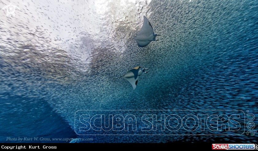 A Mobula