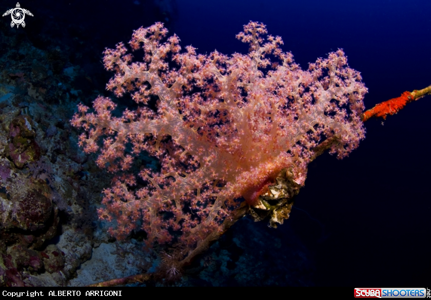A Dendronephthya sp.