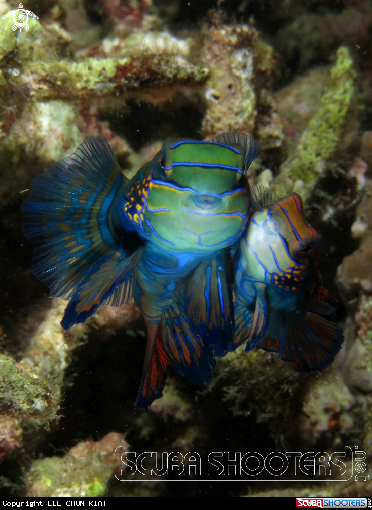 A FISH
