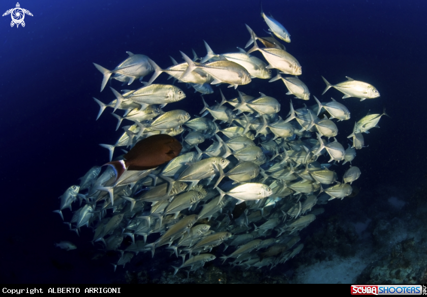 A Caranx