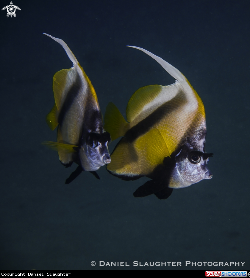 A Banner Fish