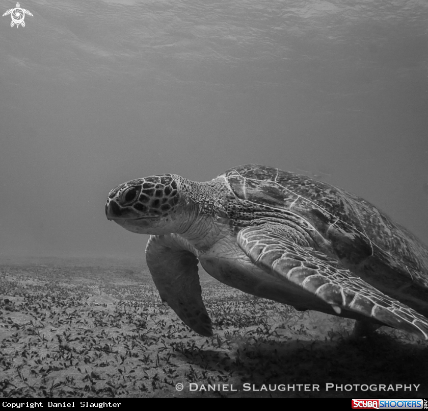 A Green Turtle
