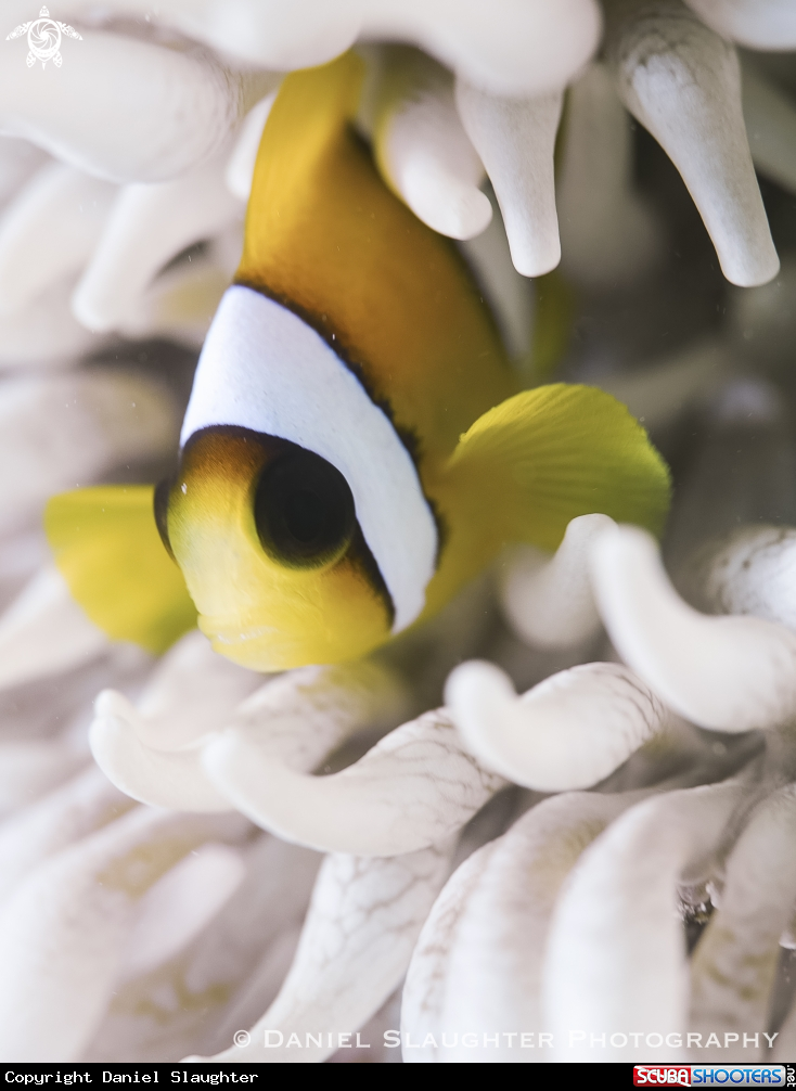 A Anemone Fish