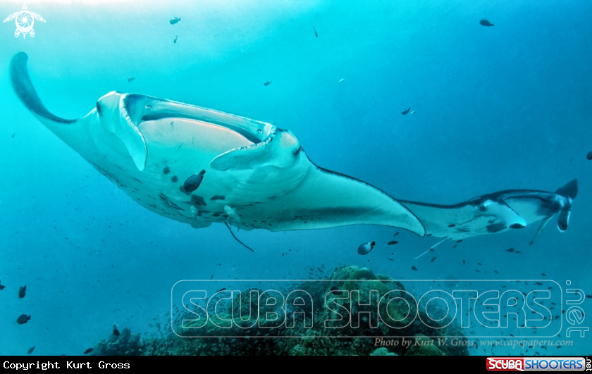A Manta