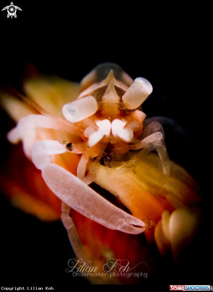 A Zanzibar Whip Coral Shrimp 
