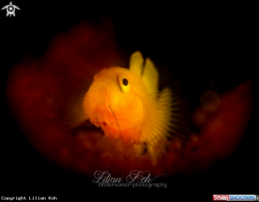 A Lemon Goby