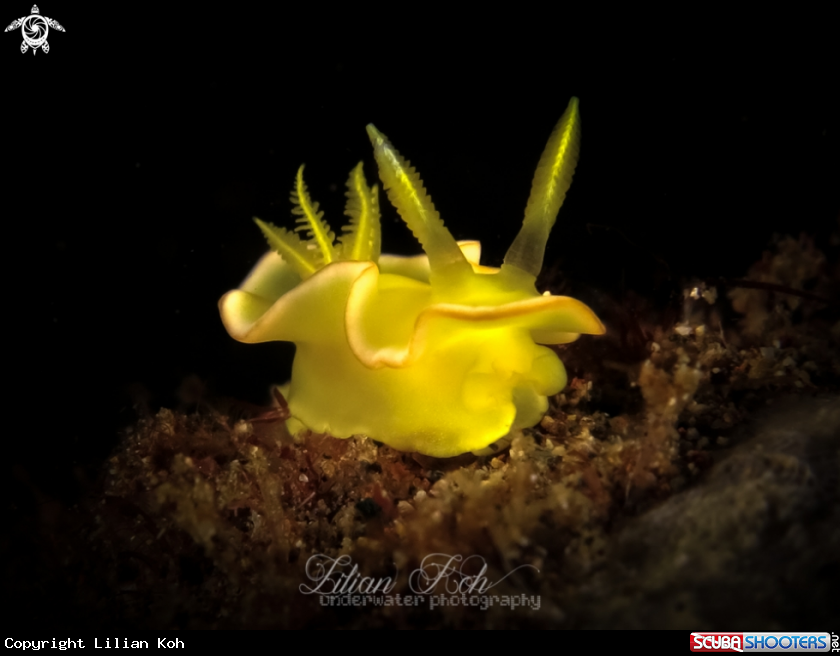 A Nudibranch