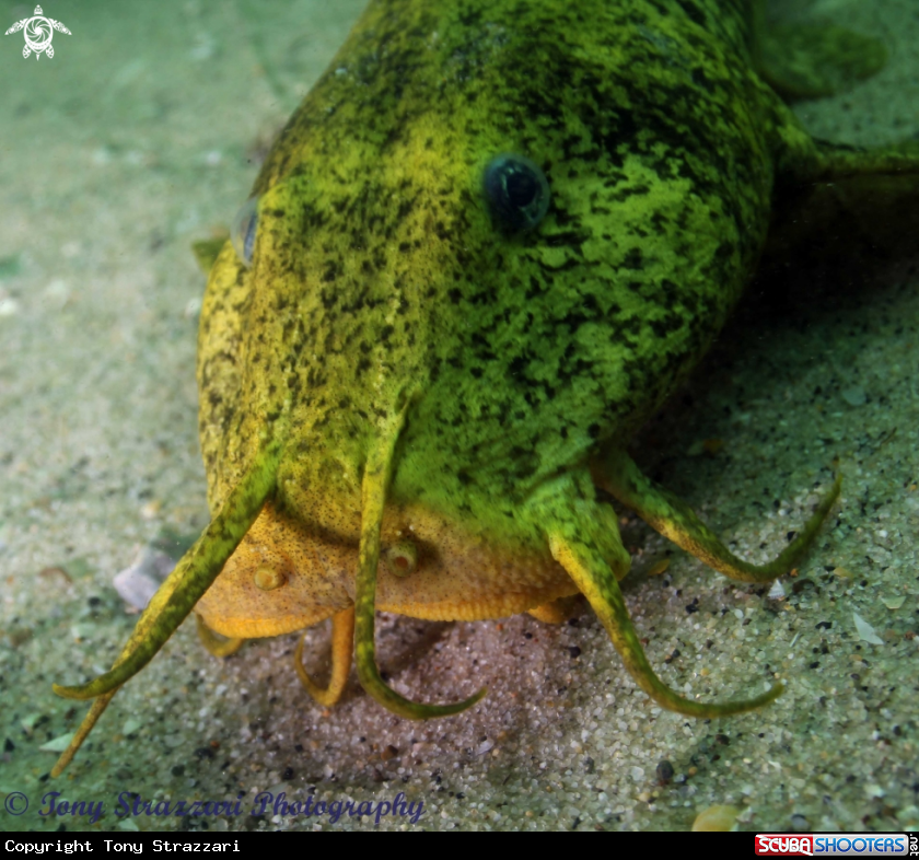 A Estuarine catfish