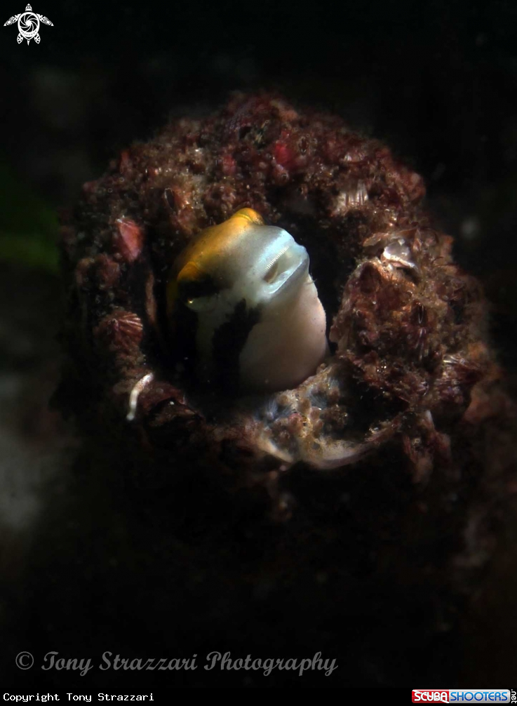 A Piano Fangblenny