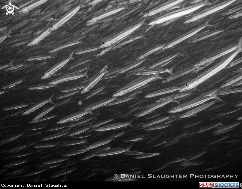A Juvenile Chevron Barracuda