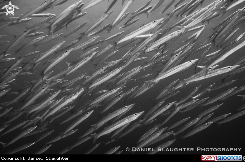 A Juvenile Chevron Barracuda