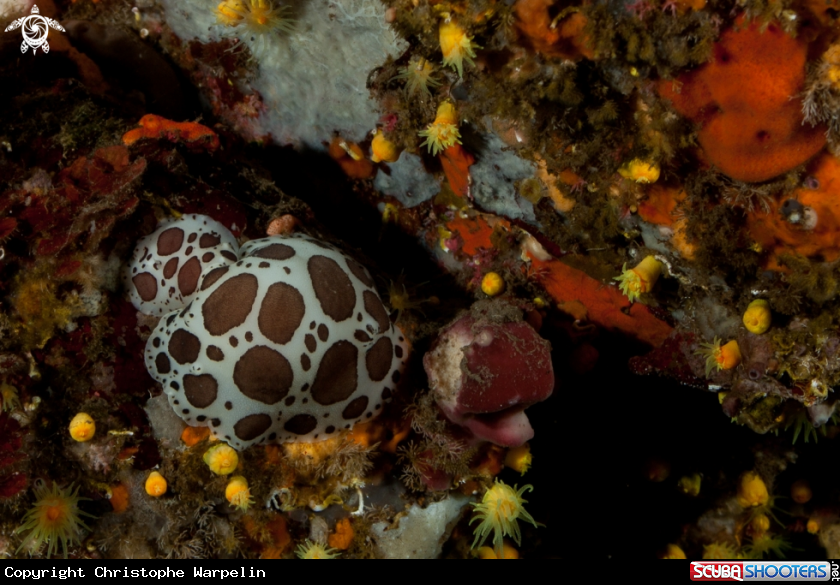 A Dotted sea-slug