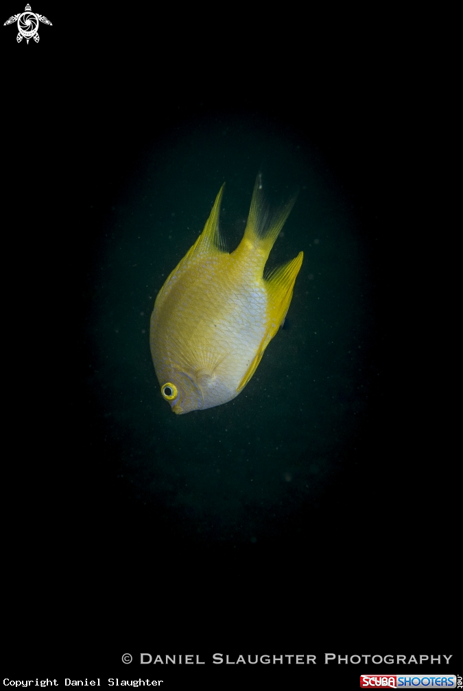 A Golden Damsel