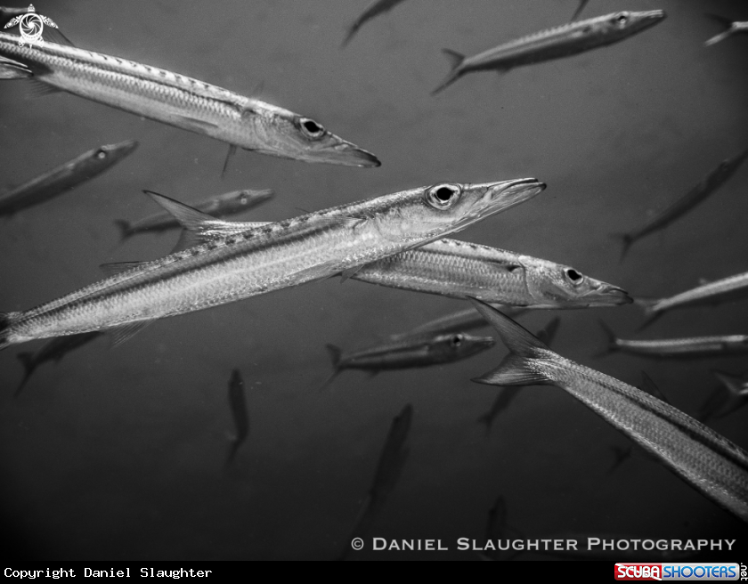 A Juvenile Chevron Barracuda